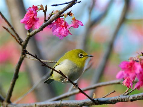 綠繡眼來家裡代表什麼|【綠繡眼風水】綠繡眼風水：解讀野鳥築巢帶來的好運與居家風水。